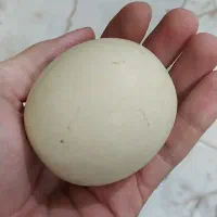 الماس آسیاب اصل