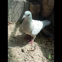 سرور شکلاتی
