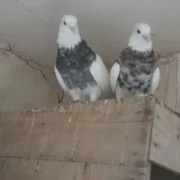 طوقی هفت رنگ