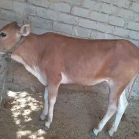 گوساله ماده