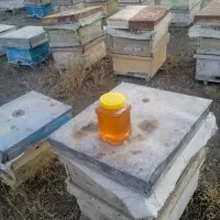 گون ممتاز فقط کیلویی ۹۵۰
