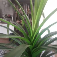 گل و گیاه طبیعی