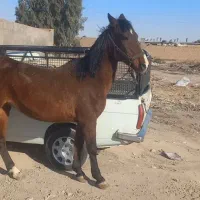 مادیان تولیدی