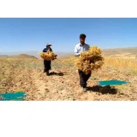 نخود