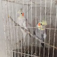 عروس هلندی