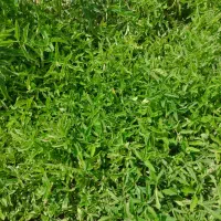 نشاء گوجه