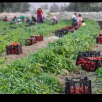 سرکارگر هستم با 25الی 30نفر