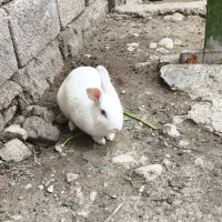 650|موش و خرگوش|خورموج, |دیوار