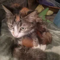 گربه ماده مادر با دوتا بچه پسر ‌‌