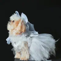 جفتگیری مالتیز