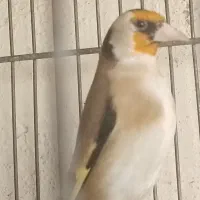سهره دهندار جفتی قناری وگلبسر جفتی قناری