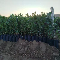 نهال پسته