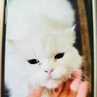 گربه پرشین واگذاری