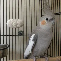 عروس هلندی ماده