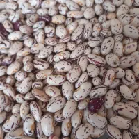 لوبیا چیتی درشت درجه یک