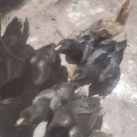 جوجه افغان یک ماهه