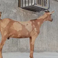 بز پچی هیکلی آبستن دوقلوزا