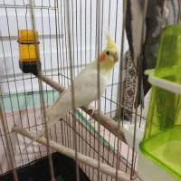 عروس هلندی