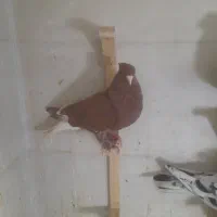 سه عدد کفتر نر قلدور