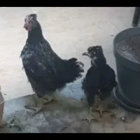 مرغ و خروس