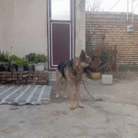 سگ ژرمن