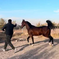 اسب|اسب و تجهیزات اسب‌سواری|ماهان, |دیوار