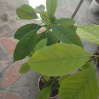 نهال درخت آواکادو 1ساله ونیم