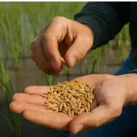 چلتوک (شلتوک)، اعلا