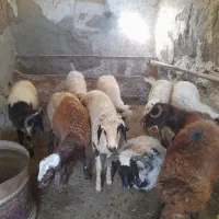بره نر