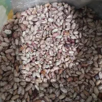 لوبیا چیتی