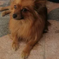 سگ پامر