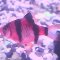 ماهی تایگر بارب قرمز و سبز