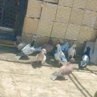 با سلام تعداد کبوتر ساعت سنگین