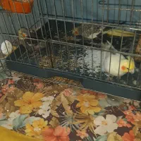 عروس هلندی نرو ماده