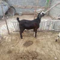 بز هم داشتی هم کشتی