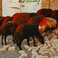 بره ماده دورگه پلنگی