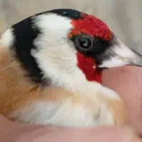 قناری و سره