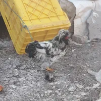 خروس کاکلی وپاپروزیرمرغ دراومده اصل طبیعی است