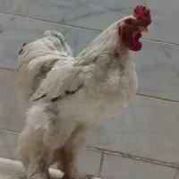 خروس برهما