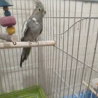 عروس هلندی ماده