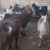 بز،کهره،دار