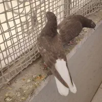 ۱ جفت جوجه  قهوه‌ای  دم سفید