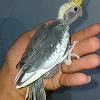 ستا جوجه عروس