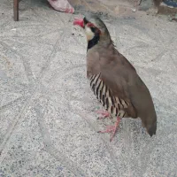 پرنده بلدرچین