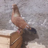نر کله ای مسی روشن.امیدیه