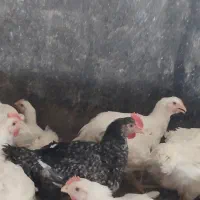 جذب کارگر مرغداری گوشتی