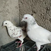 یک جفت کفتر  ساعتی