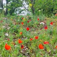 تور سیاحتی شاد شاد گیلانگردی و سرعین 8 روزه