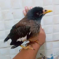مرغ مینا
