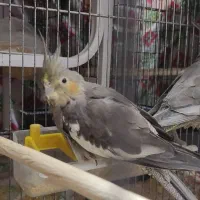 عروس هلندی